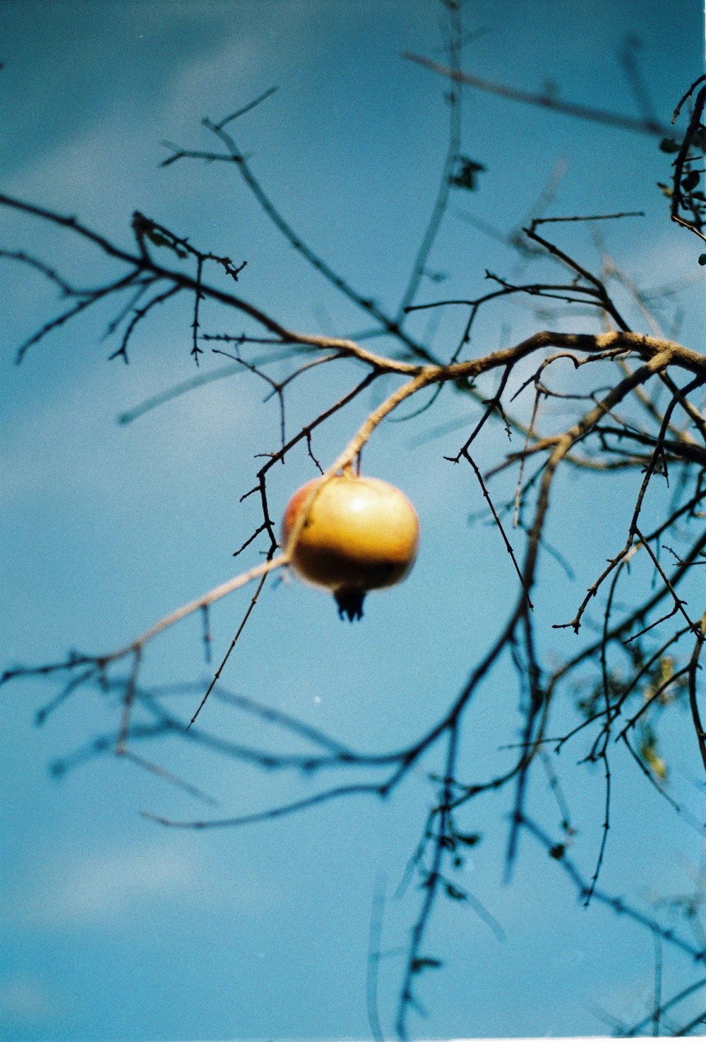 a fruit hanging from a tree branch with a blue sky in the background