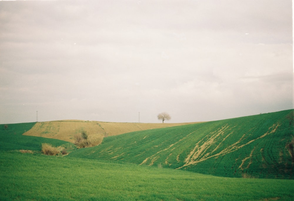 a green field with a lone tree in the distance