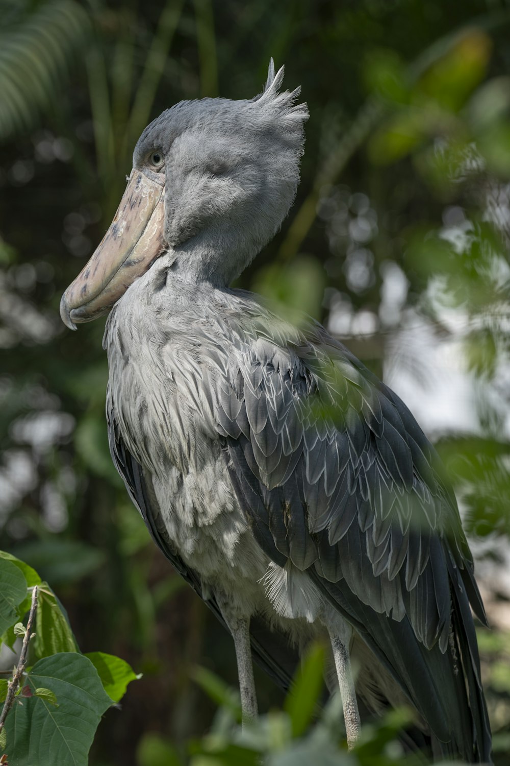 a close up of a bird on a tree branch