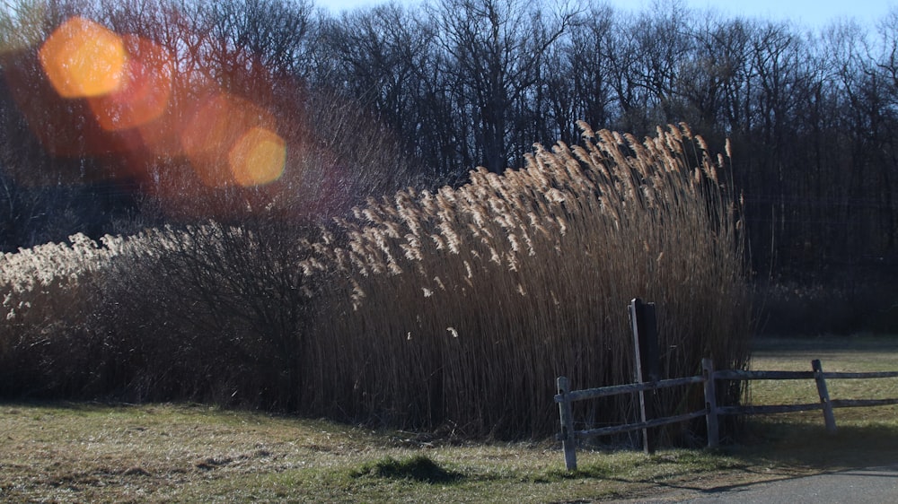 a grassy field with a fence and trees in the background