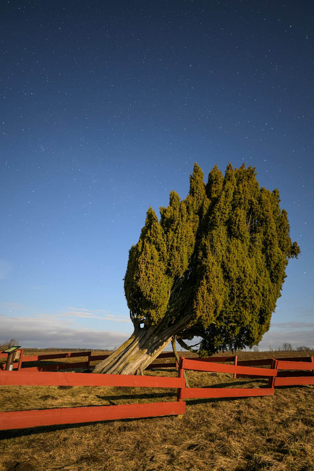 uma grande árvore em um campo com uma cerca ao redor