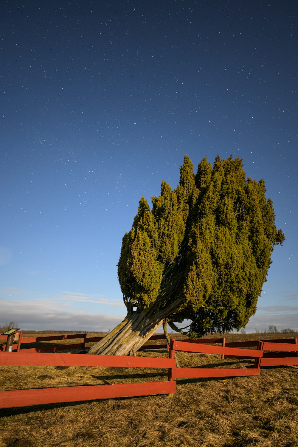 a large tree in a field with a fence around it