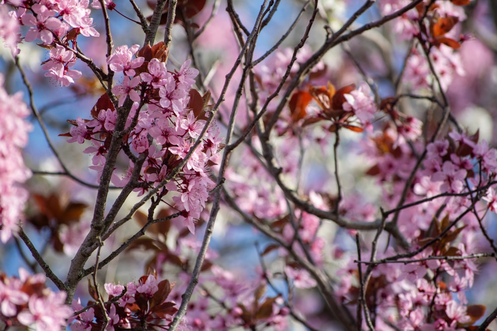 a close up of a tree with pink flowers