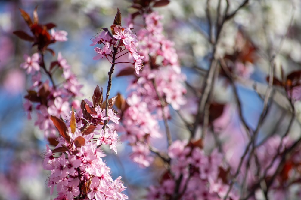 a close up of a tree with pink flowers