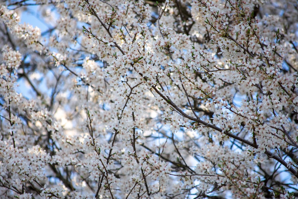 a close up of a tree with white flowers