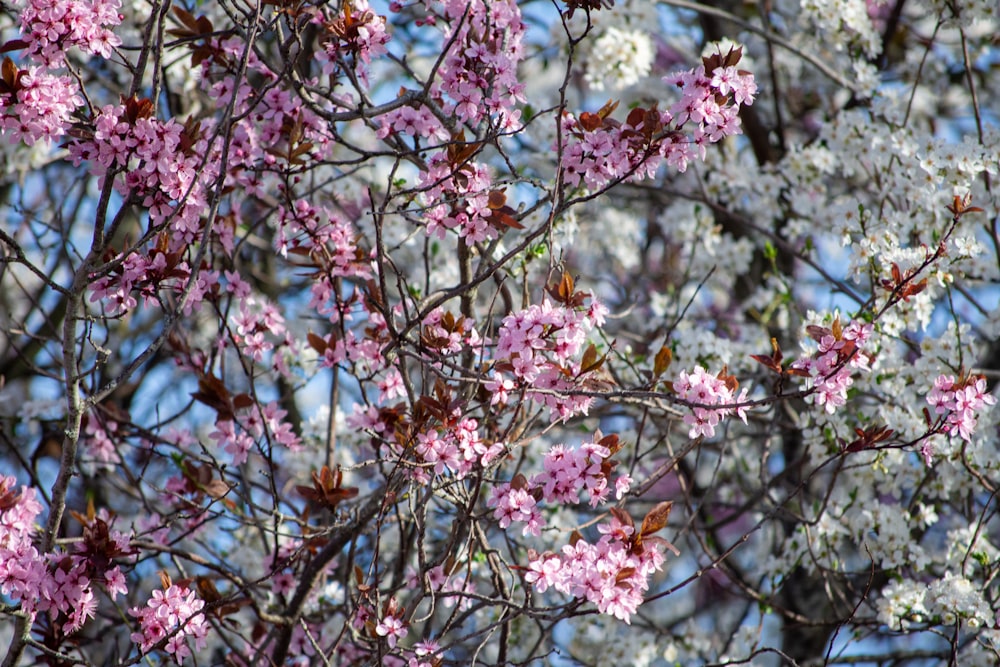 a tree with lots of pink and white flowers