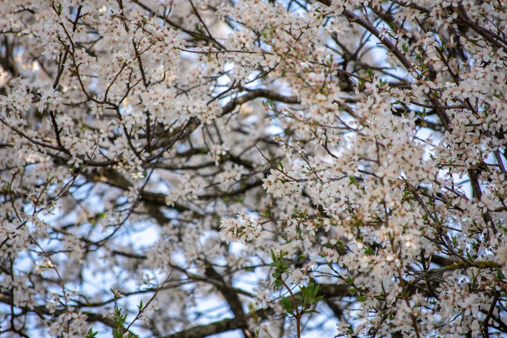 a bird is perched on a branch of a tree