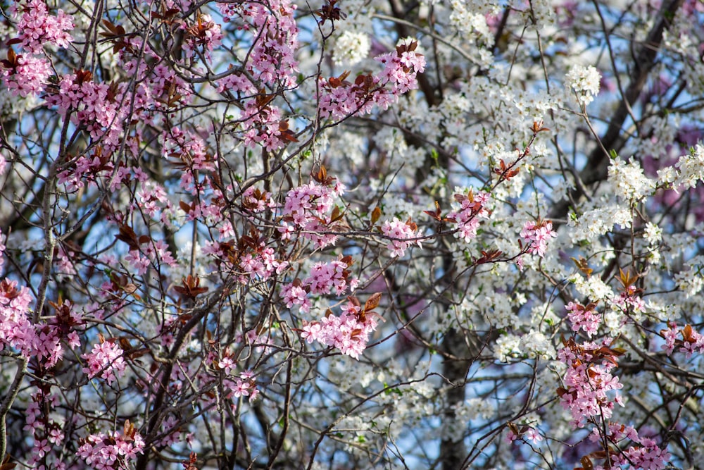 pink and white flowers are blooming on a tree