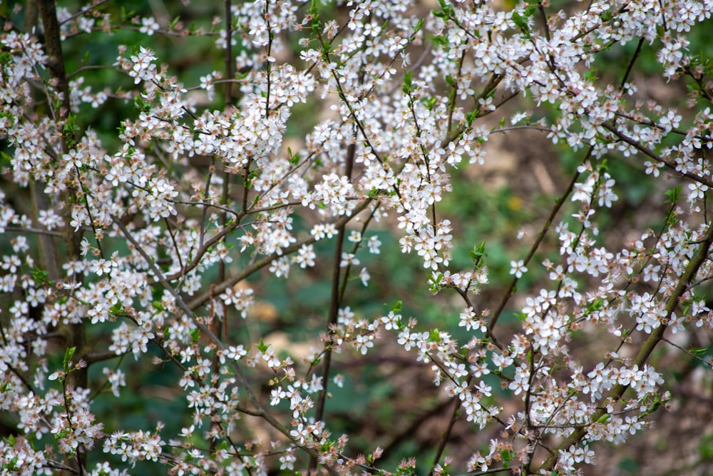 Un primer plano de un árbol con flores blancas