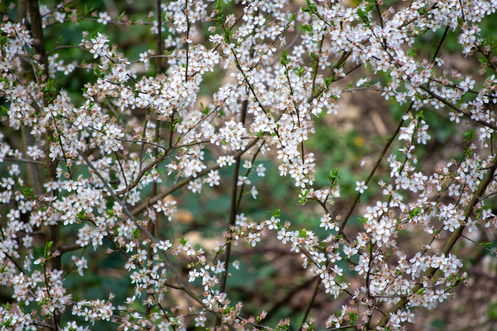 a close up of a tree with white flowers