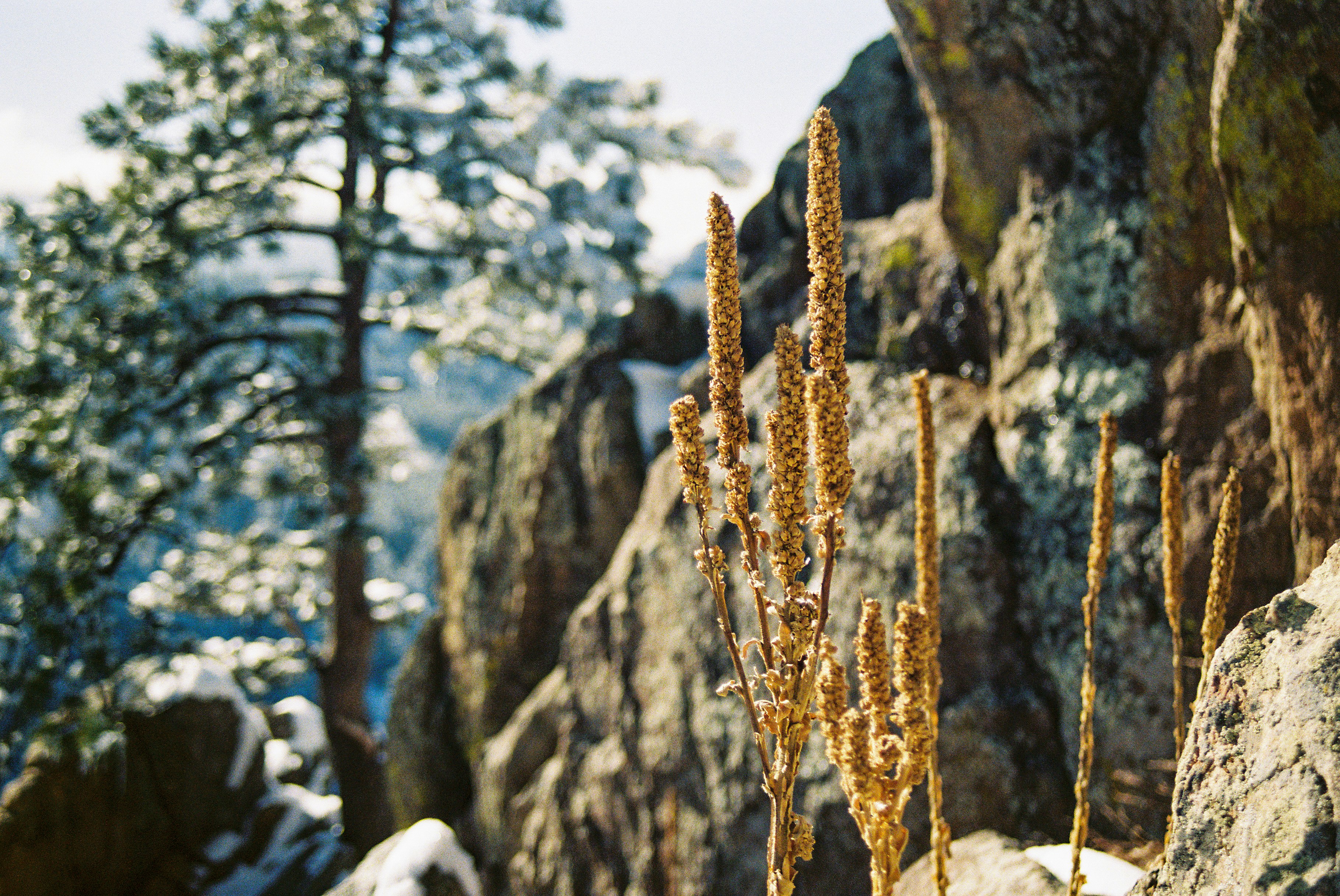 a bunch of plants growing out of the rocks