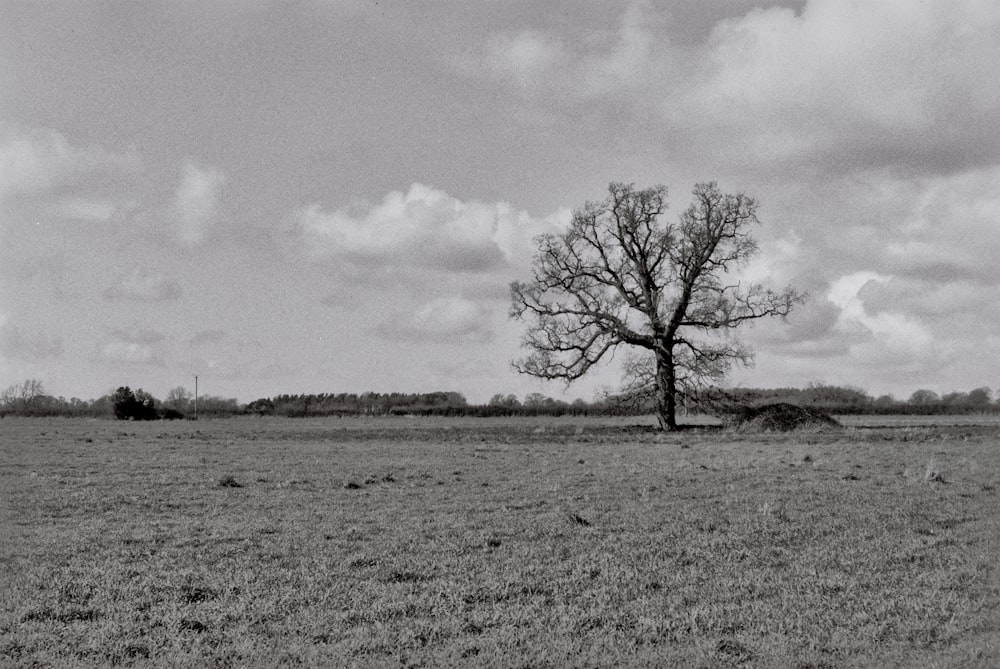 a black and white photo of a tree in a field