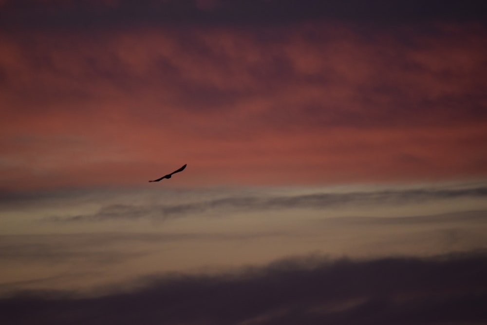 a bird flying in the sky at sunset