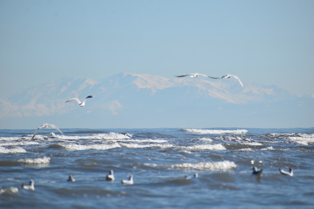 a flock of seagulls flying over a body of water