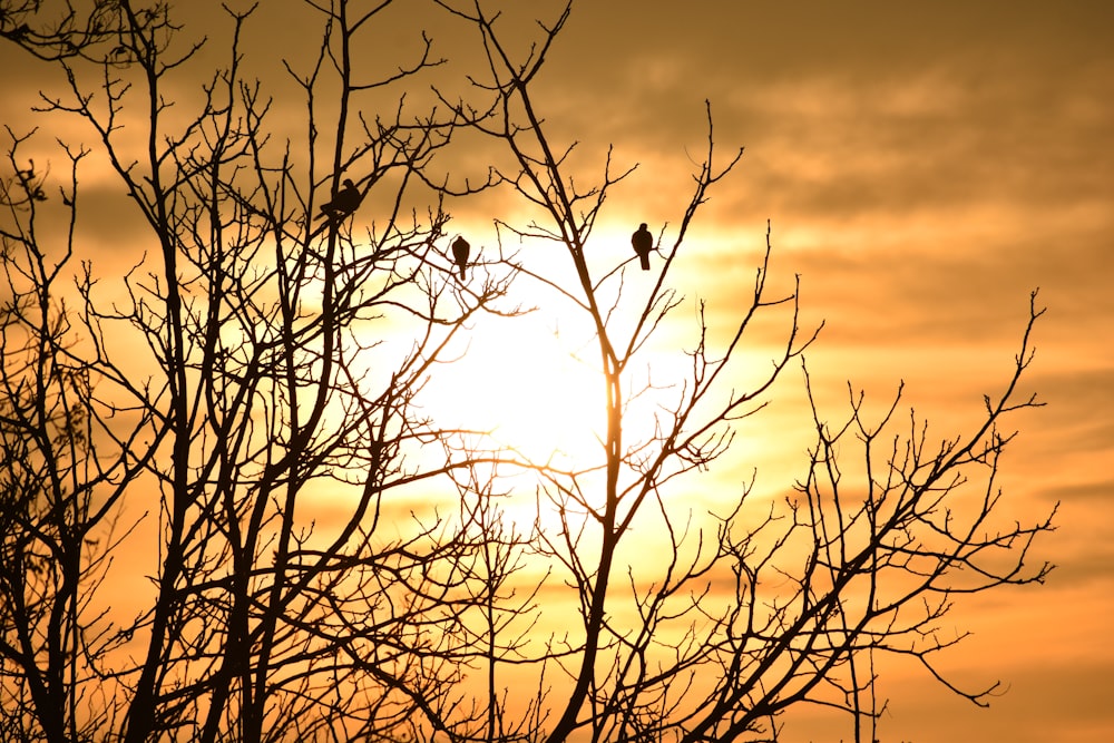 the sun is setting behind a tree with no leaves