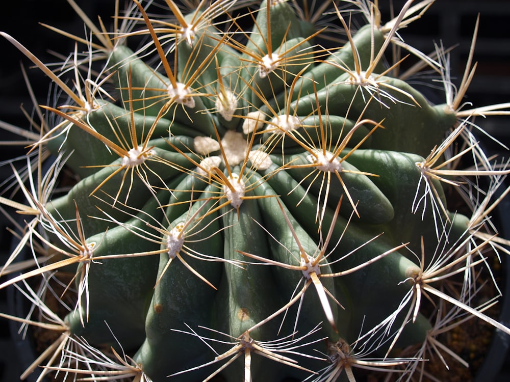 a close up of a green cactus with long needles