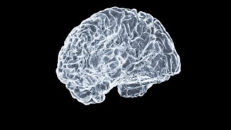 a close up of a human brain on a black background