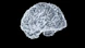 a close up of a human brain on a black background
