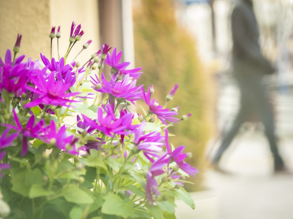 a close up of a bunch of purple flowers