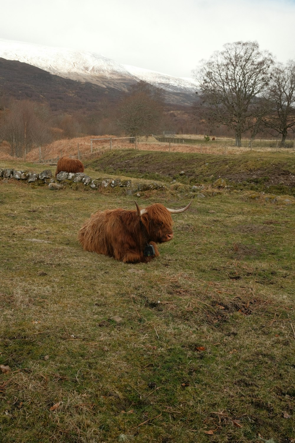 a brown cow laying on top of a lush green field