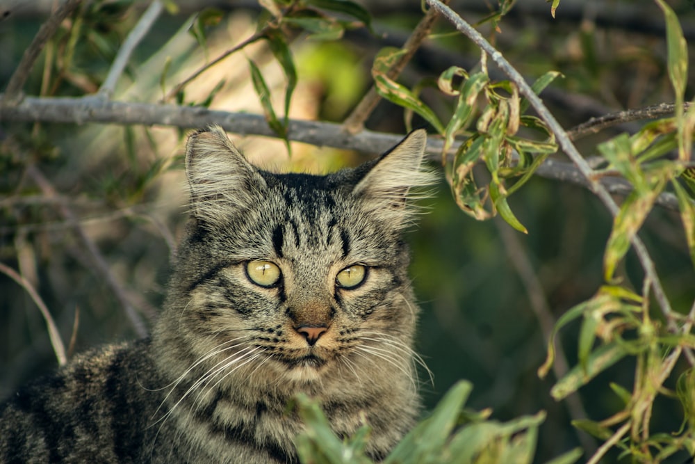 a close up of a cat sitting in a tree