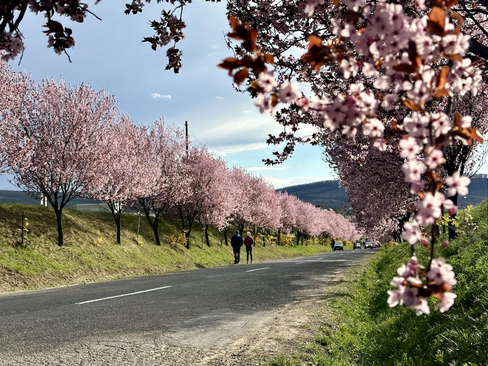 a couple of people walking down a road next to trees