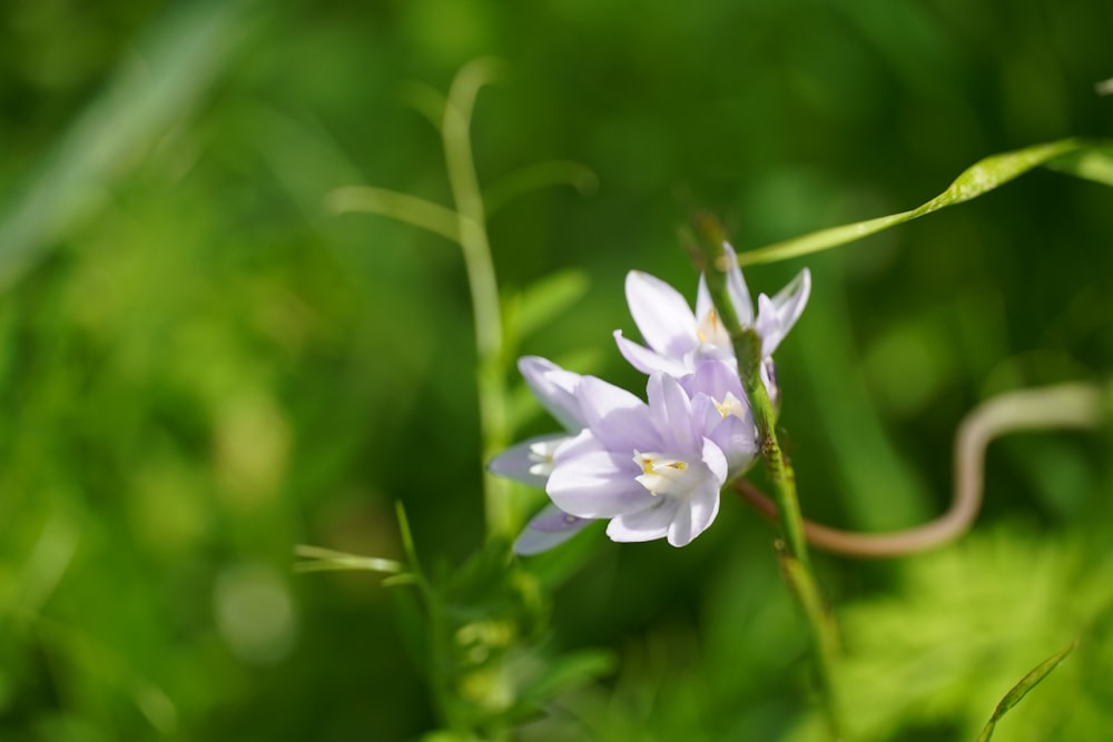 a purple flower is growing in the grass