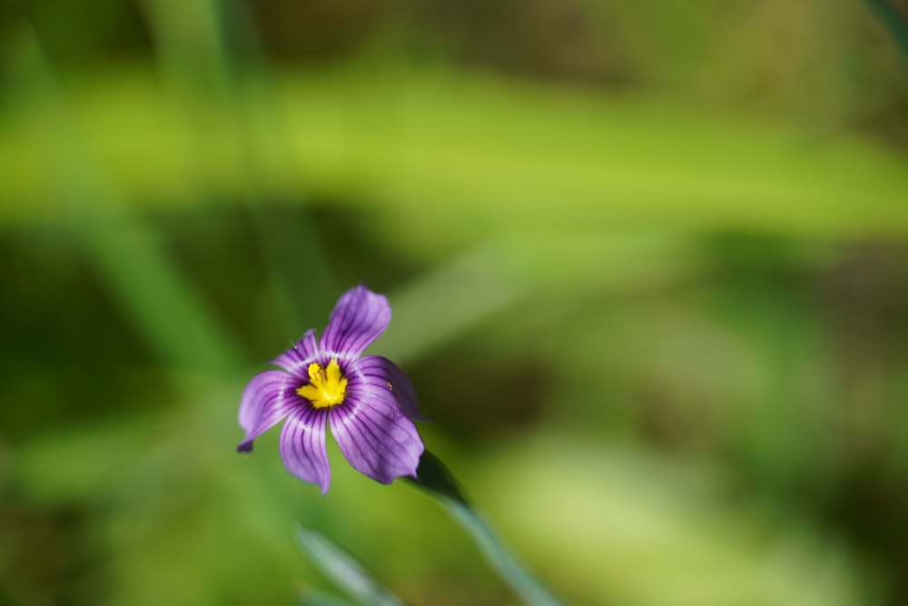 a single purple flower with a yellow center