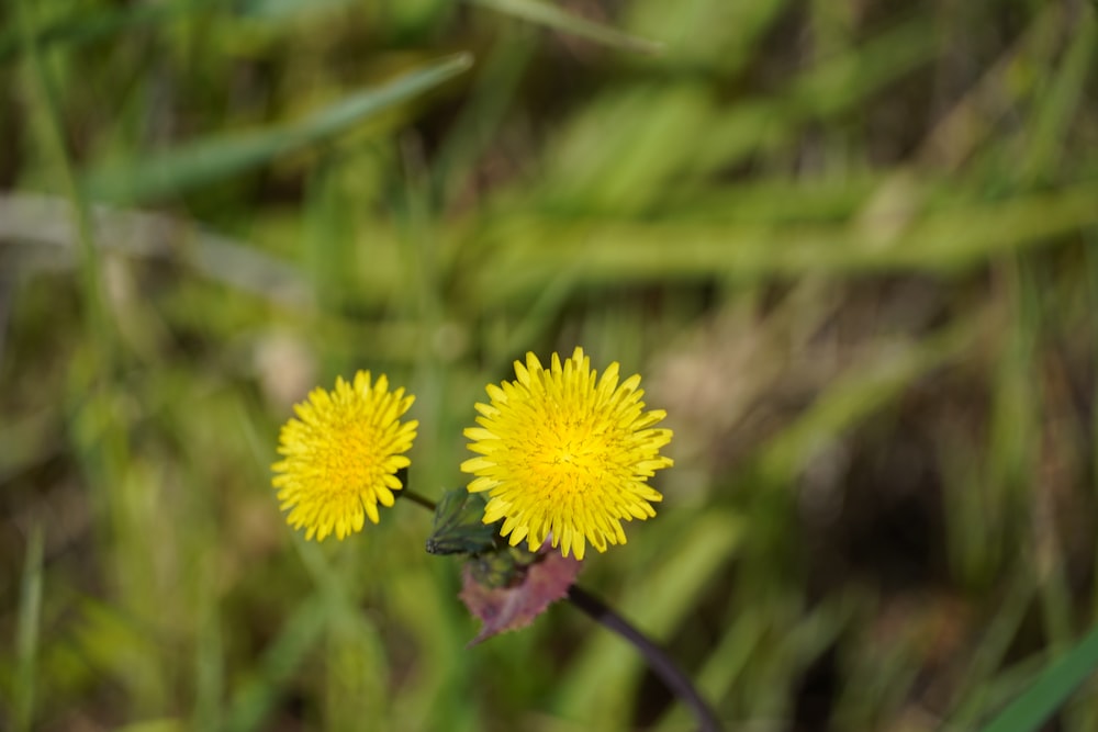 a couple of yellow flowers sitting on top of a lush green field