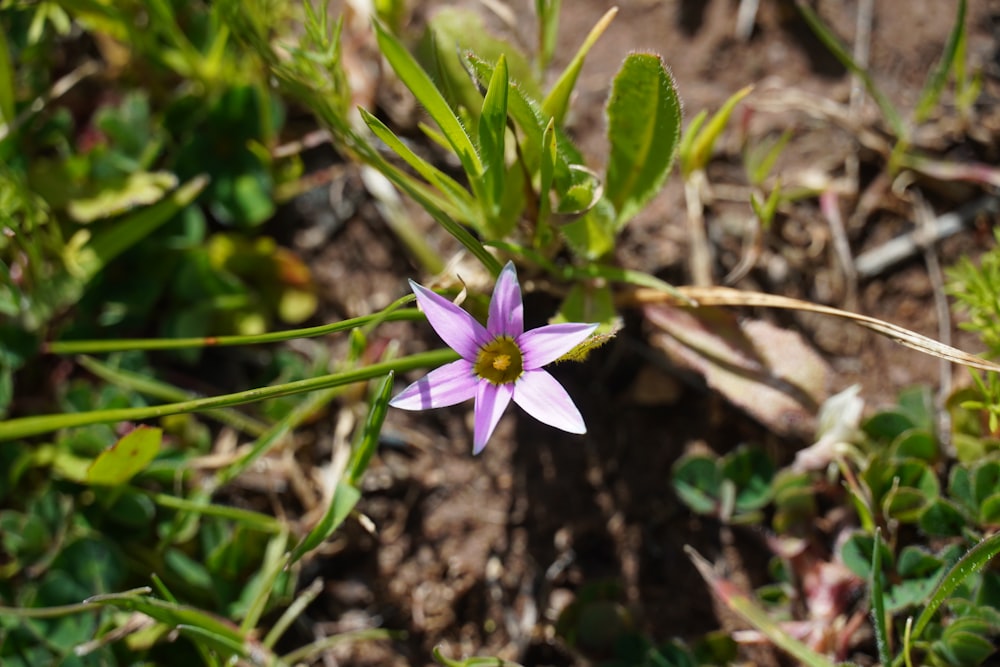 a purple flower is growing in the grass