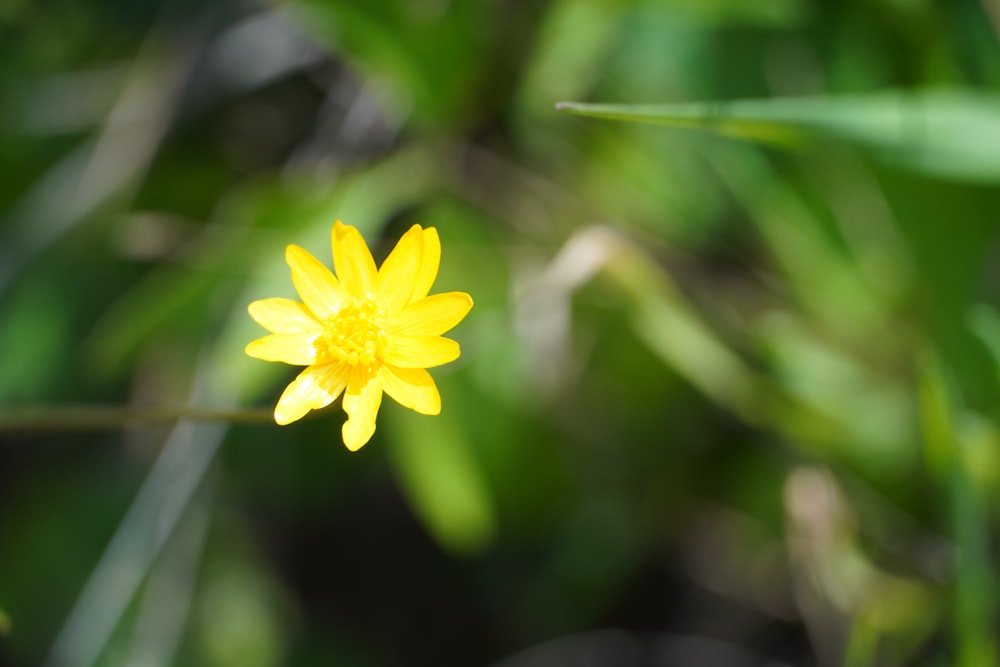 a single yellow flower in the middle of a field