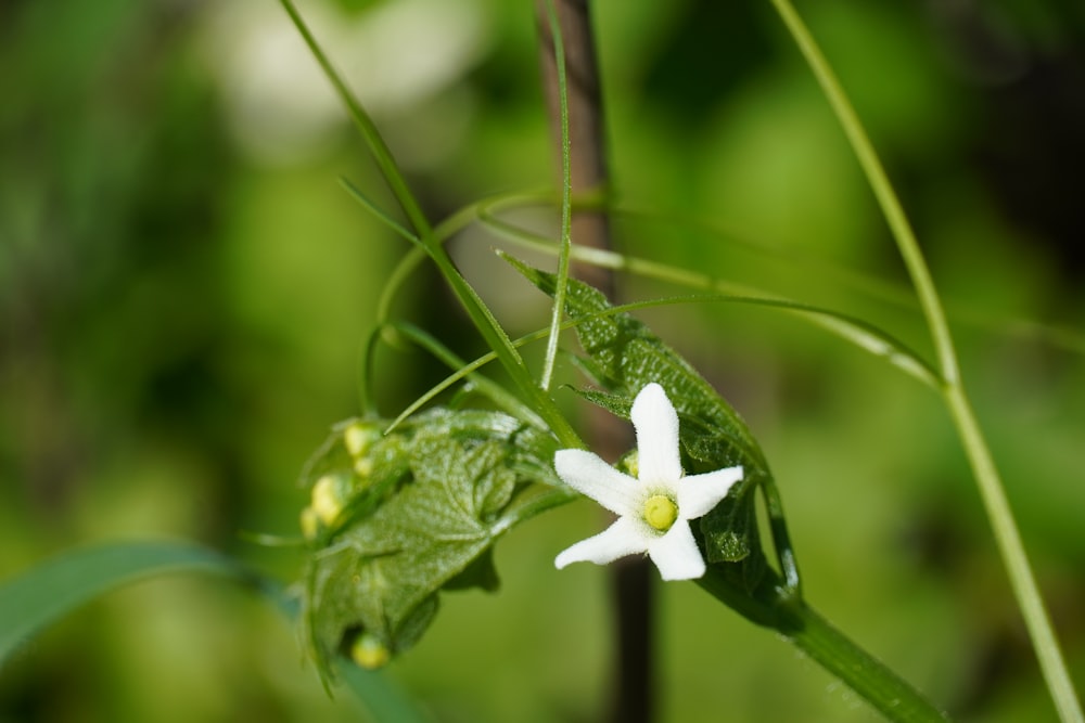 a small white flower with a green stem