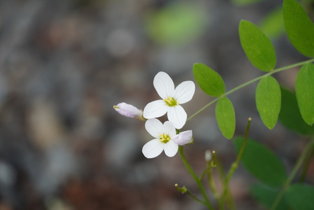 two white flowers with green leaves in the background