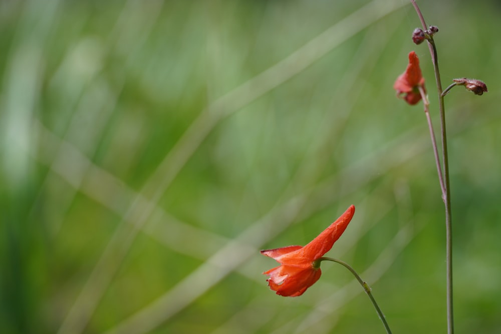 a close up of a flower with a blurry background