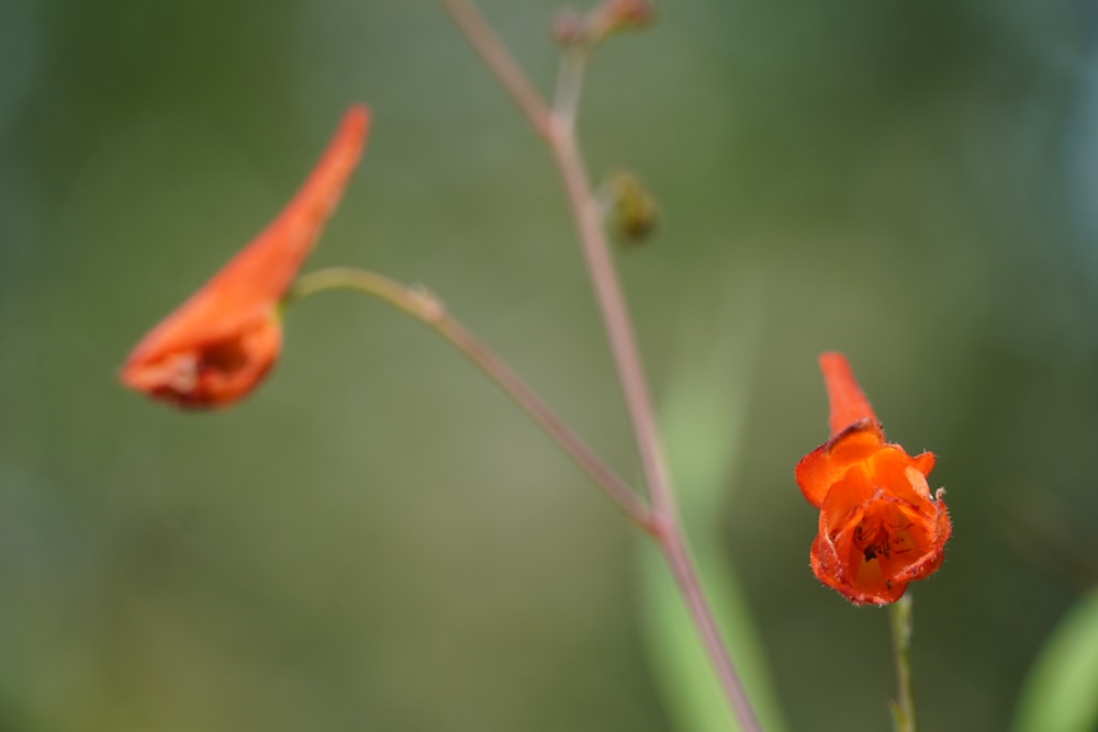 a close up of a flower with a blurry background