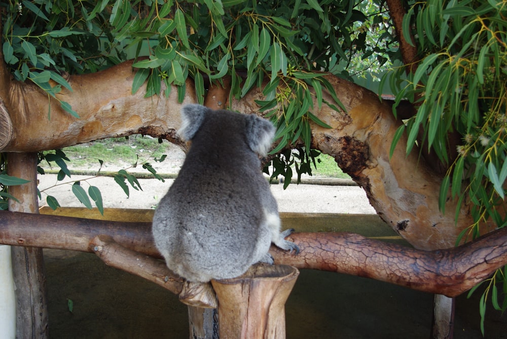 a koala sitting on a tree branch in a zoo