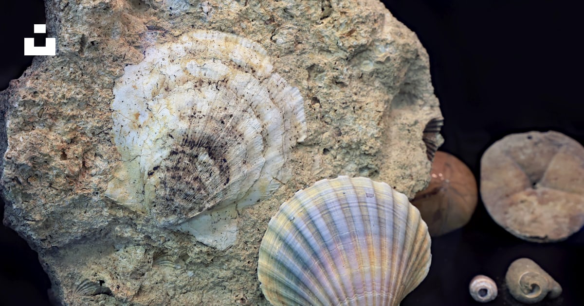 A group of seashells sitting on top of a rock photo – Free Creation ...
