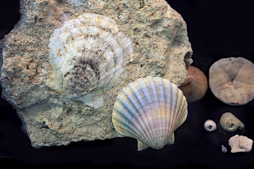 Un grupo de conchas marinas sentadas en la cima de una roca