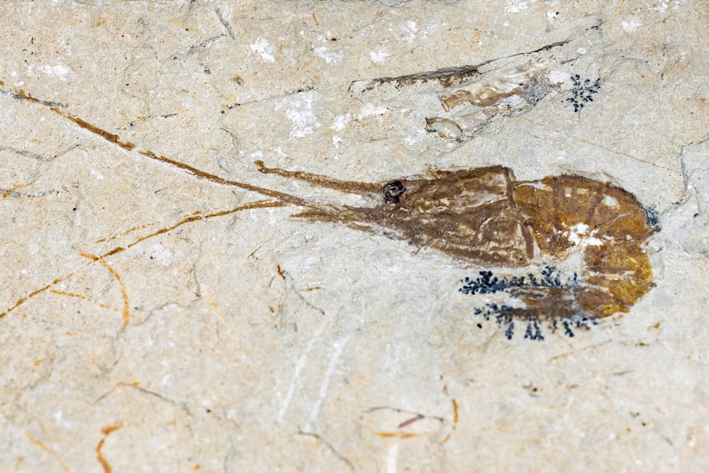un pez muerto en la superficie de una roca
