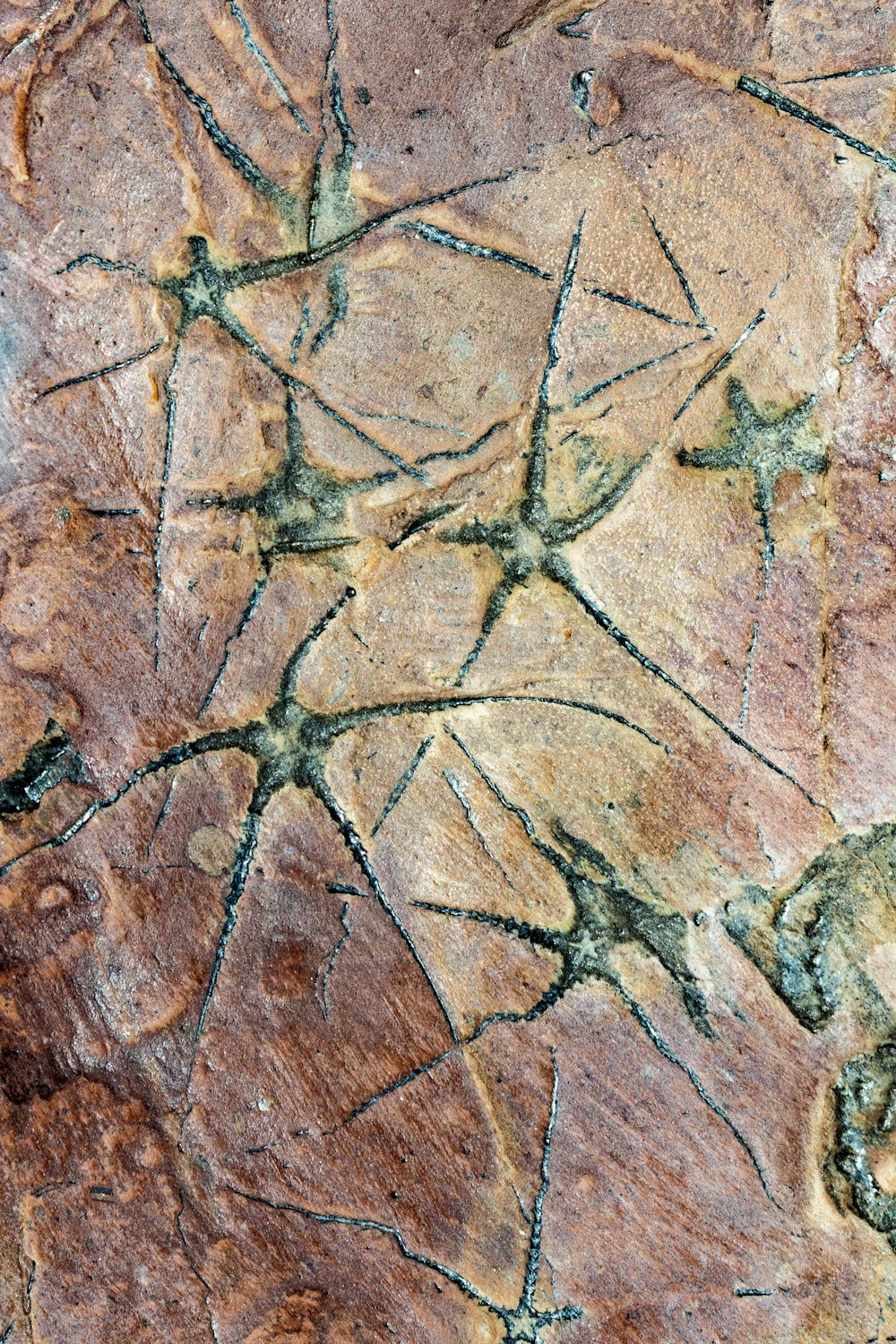 a close up of a rock with a pattern on it