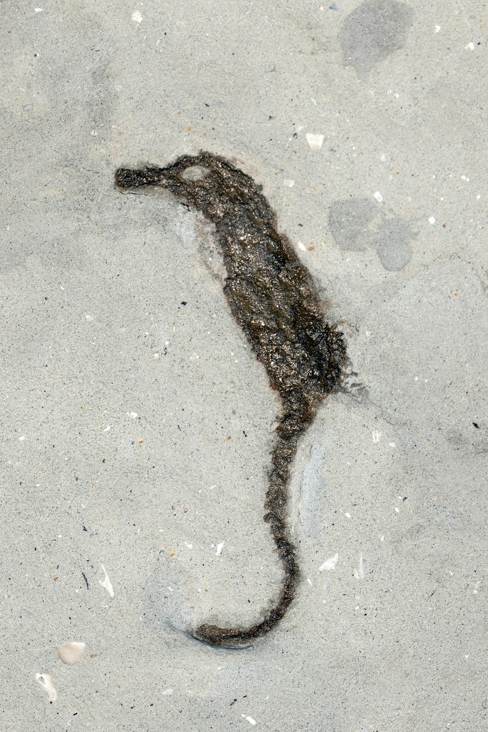 도마뱀 한 마리가 해변의 모래에 누워 있습니다