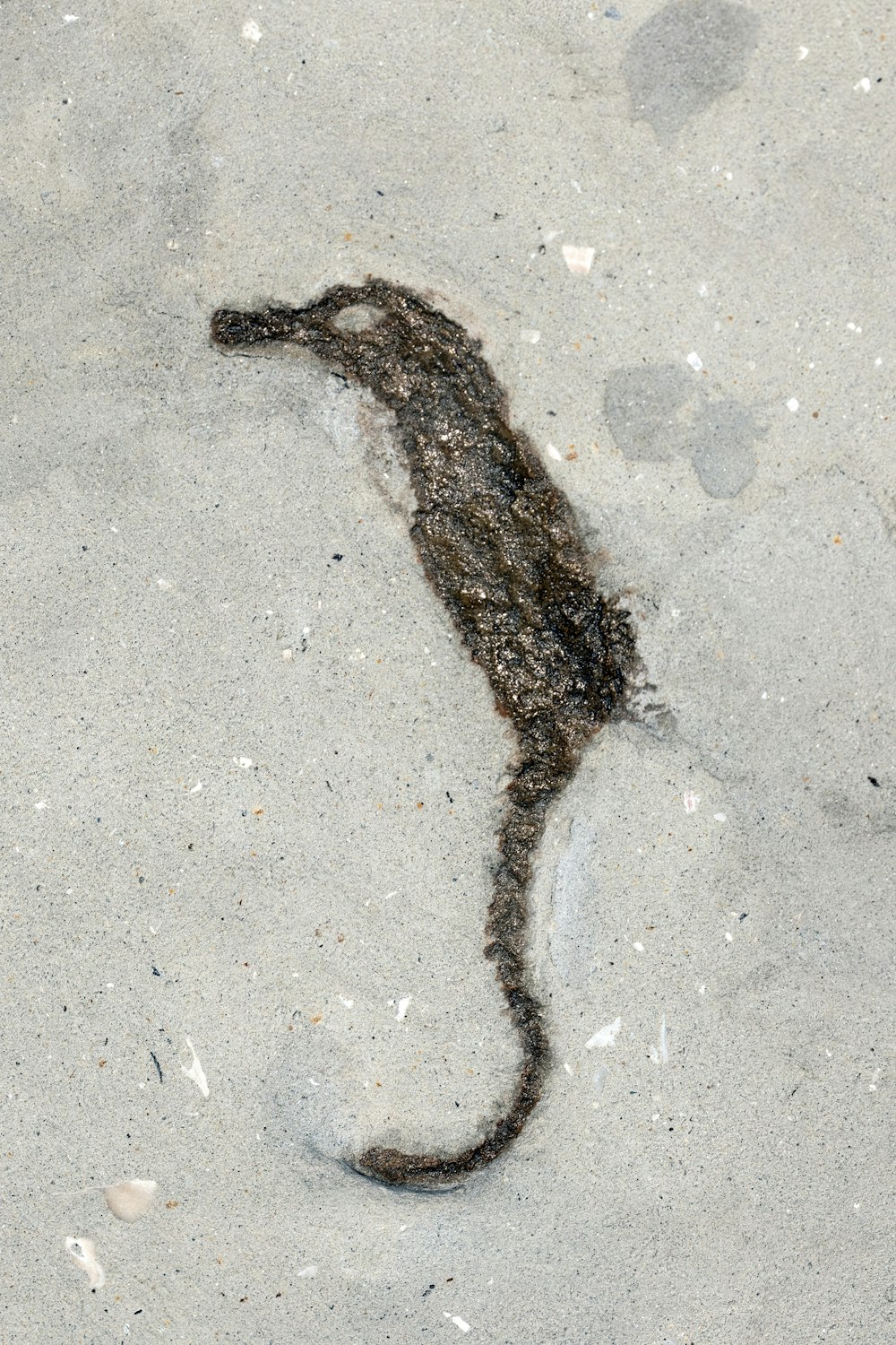 a lizard is laying in the sand on the beach