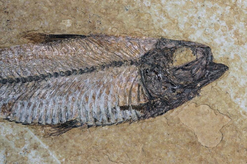 a fish skeleton is shown on the ground