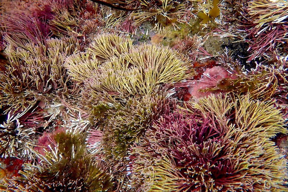 a close up of a bunch of plants