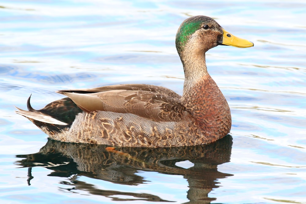 a duck floating on top of a body of water