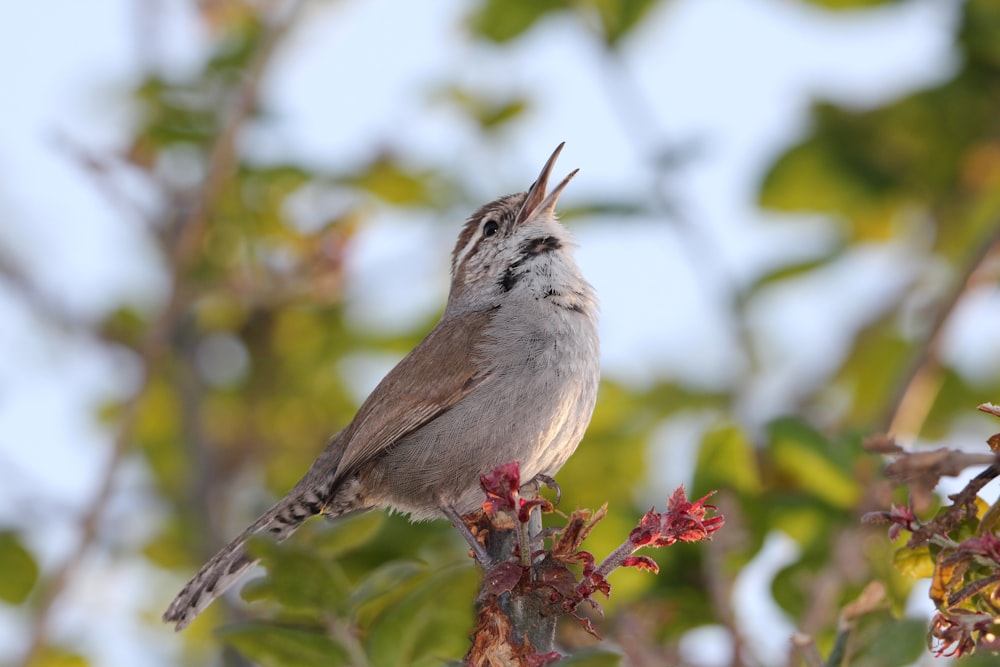 a small bird sitting on top of a tree branch