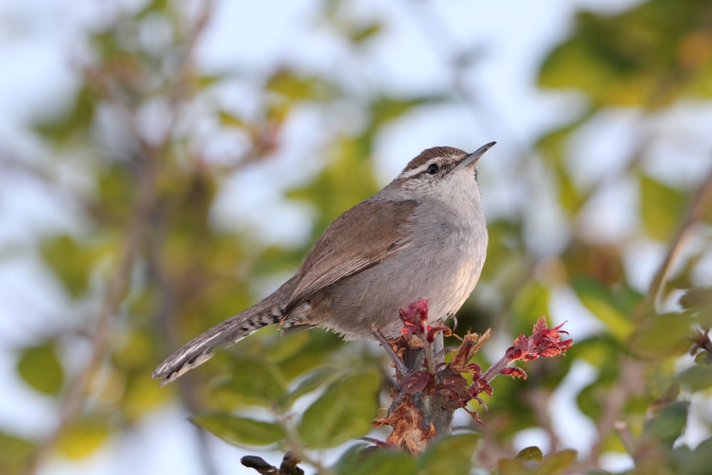 a small bird sitting on top of a tree branch