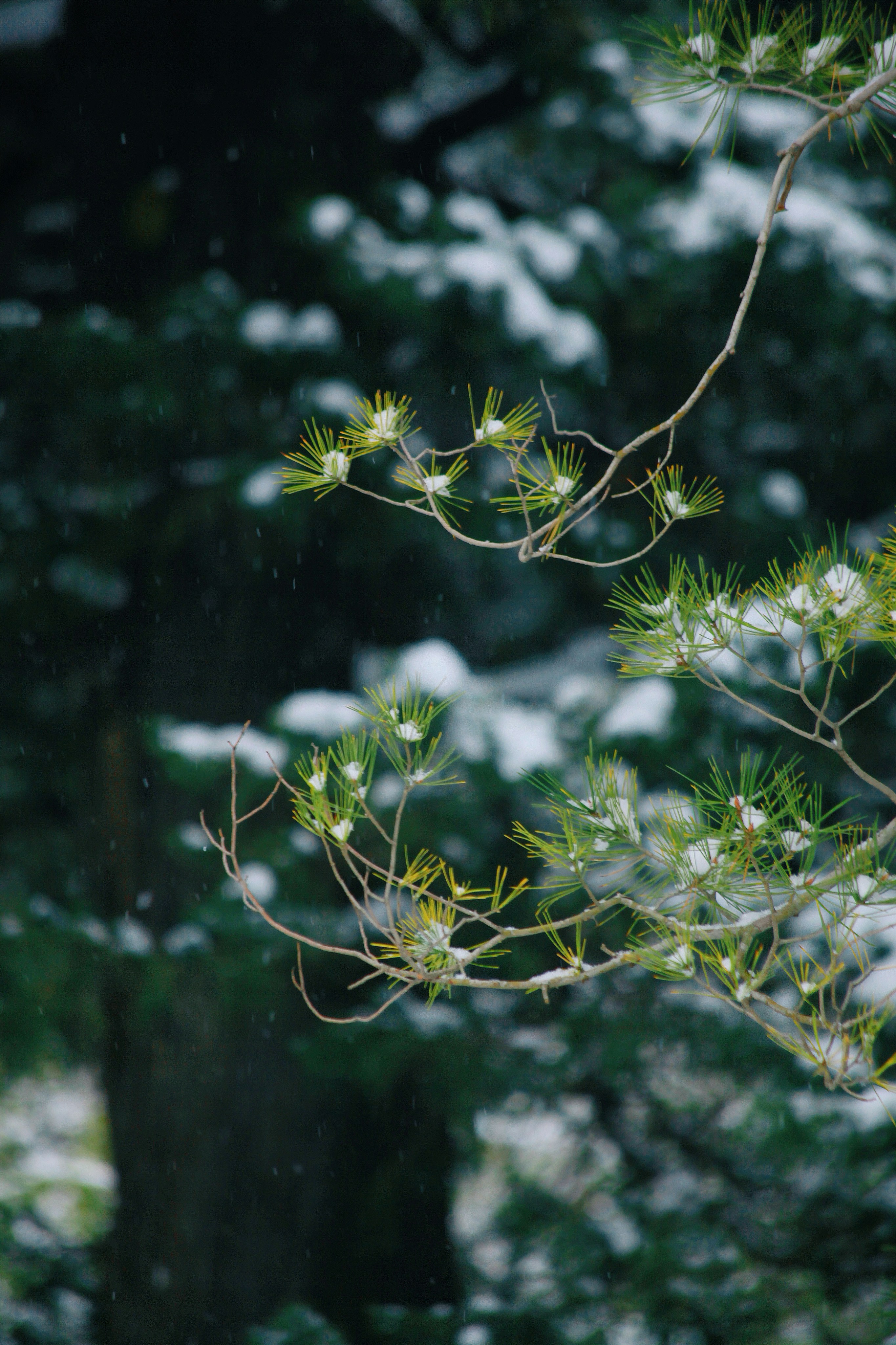 Photo by recordarsew