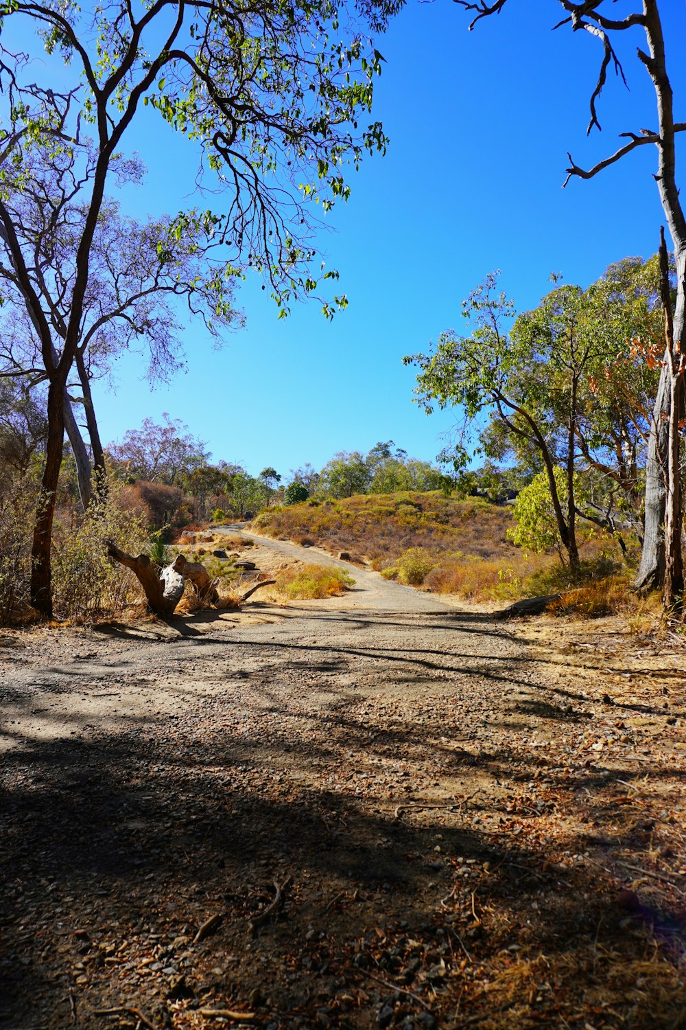 a dirt road surrounded by trees on a sunny day