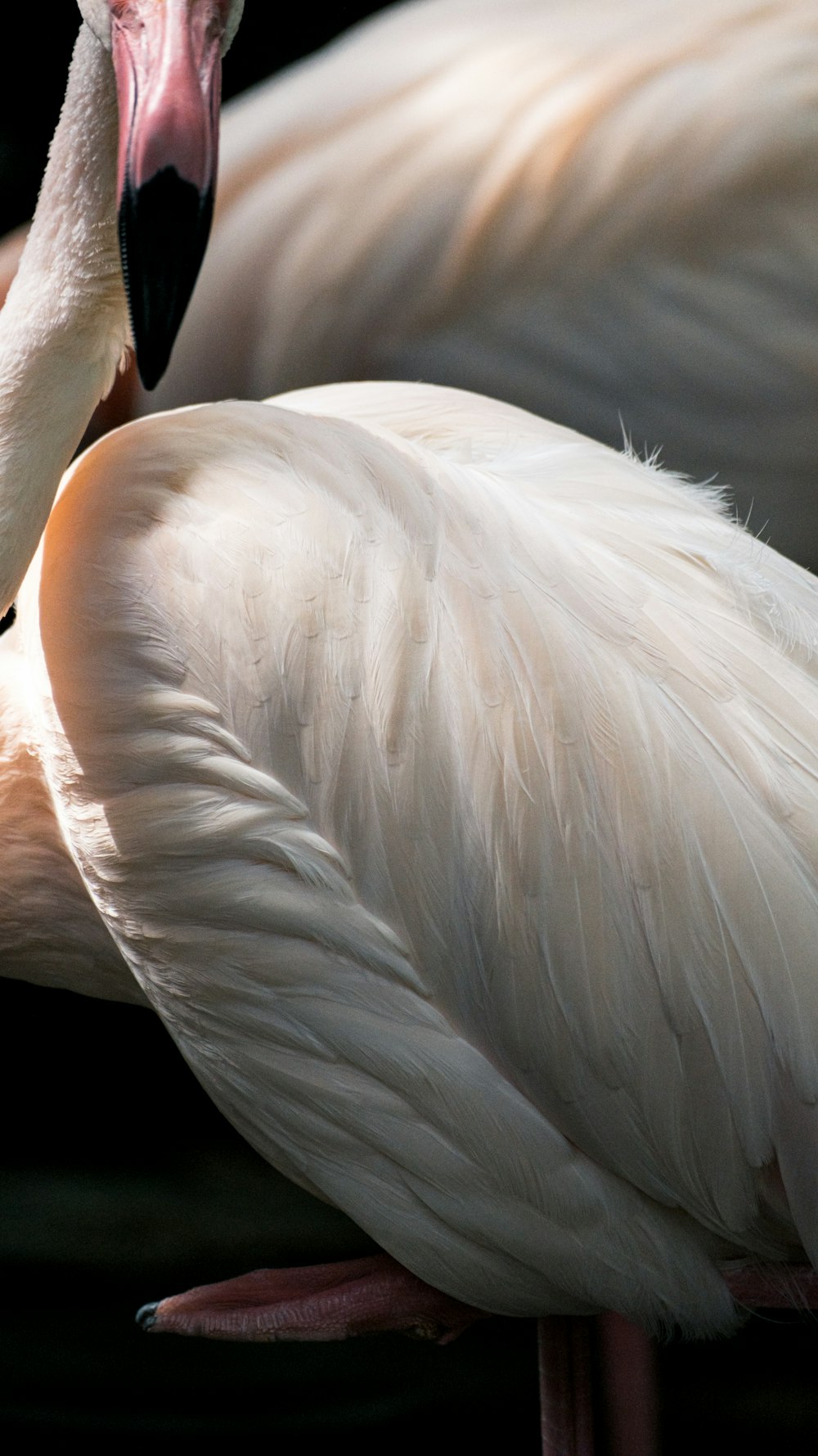 two flamingos standing next to each other on a field